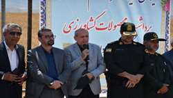 پیش بینی تولیدبیش از ۶۵۰ هزار تن گندم در آذربایجان شرقی 
